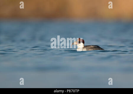 Nonnetje sterben een Pos eet laagstandpunt; Smew weiblich Essen niedrige Sicht Stockfoto