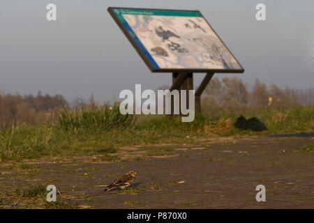 Sneeuwgors voor Gelderse Poort Bord; Snow bunting mit Board Stockfoto