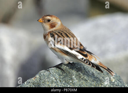 Schneeammer; Sneeuwgors; Plectrophenax nivalis Stockfoto