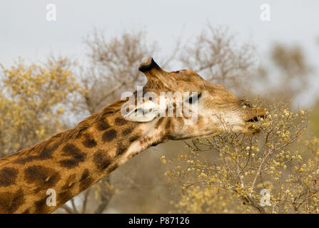 Foeragerende Giraffe; Nahrungssuche südlichen Giraffe Stockfoto