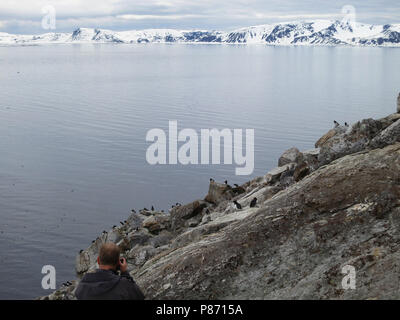 Kleine Alken fotograferen op Spitzbergen; Fotografieren wenig Auk's auf Spitzbergen Stockfoto