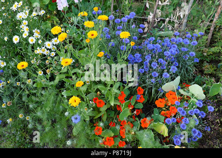 Staudenbeet mit blauen Kornblumen, rot orange nasturtiums, gelbe Ringelblume und weißen Gänseblümchen in einem Garten in West Wales UK KATHY DEWITT Stockfoto