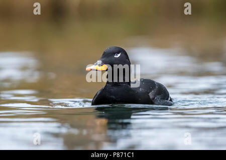 Drake Velver Scoter schwimmen in einem kleinen Pool in Stavelot, Lüttich. 13. Januar 2018. Stockfoto