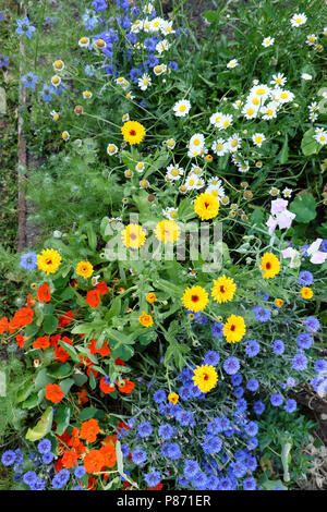 Staudenbeet mit blauen Kornblumen, rot orange nasturtiums, gelbe Ringelblume und weißen Gänseblümchen in einem Garten in West Wales UK KATHY DEWITT Stockfoto