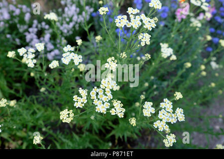 Englisch mace genießbare Kraut Achillea aeschynanthus wachsenden mit Kornblumen und lila Lavendel in einem Land Garten im Juli West Wales UK KATHY DEWITT Stockfoto