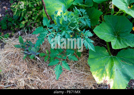 Mulchen auf tomatenpflanze im Garten, Wasser zu binden und die Welken in der Hitzewelle im Sommer Juli 2018 in West Wales UK KATHY DEWITT Stockfoto