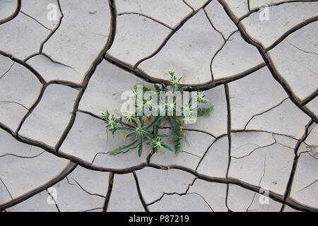 Droge grond in een Wadi; trockener Boden in ein Wadi/Israel Stockfoto