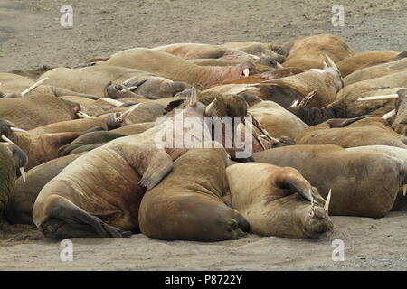 Groep Walrussen op de Kust; Gruppe von Walruss's am Ufer Stockfoto