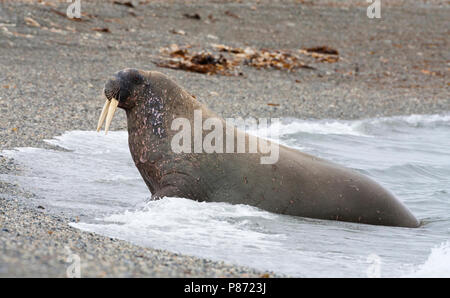 Walross staand op het Strand; Walross stehen auf dem Strand Stockfoto