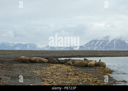 Walross Groep liggend; Walross Gruppe, Stockfoto