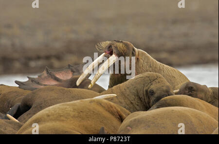 Walross Groep liggend; Walross Gruppe, Stockfoto