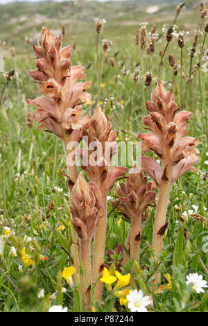 Walstrobremraap parasiteerd voornamelijk op Geel Walstro, Nelke duftende broomrape ist ein Parasit meist auf gelb Bedstraw Stockfoto