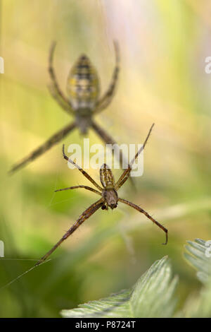 En vrouwtje Mannetje Wespenspin; männlich und weiblich Wasp Spider Stockfoto