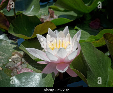 Blume der Europäischen weiße Seerose (Nymphaea alba) wachsen in der Bischöflichen Gärten, ein öffentlicher Garten im Palma, Mallorca, Balearen, Spanien. Stockfoto