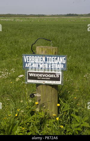 Vogelschutzgebiet Schiermonnikoog Niederlande, Beschermd weidevogel gebied Schiermonnikoog Stockfoto