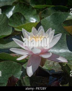 Blume der Europäischen weiße Seerose (Nymphaea alba) wachsen in der Bischöflichen Gärten, ein öffentlicher Garten im Palma, Mallorca, Balearen, Spanien. Stockfoto