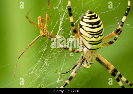 En vrouwtje Mannetje Wespspin op Web, männlichen und weiblichen Wespe Spinne im Web Stockfoto