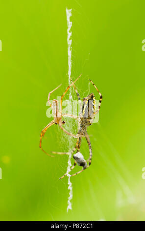En vrouwtje Mannetje Wespspin op Web, männlichen und weiblichen Wespe Spinne im Web Stockfoto