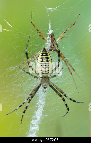En vrouwtje Mannetje Wespspin op Web, männlichen und weiblichen Wespe Spinne im Web Stockfoto