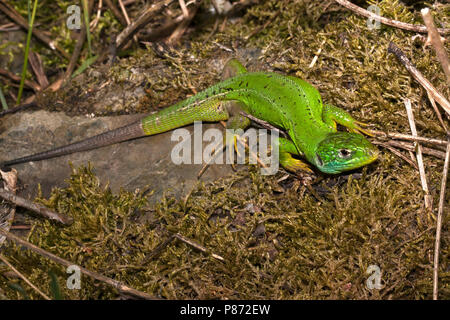 Mannetje smaragdhagedis Westelijke; Männliche Western Green Lizard Stockfoto