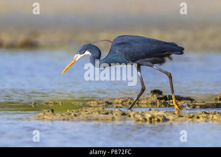 Dunkle morph nach Western Reef Heron auf Hamata Ufer in Ägypten, Rotes Meer. 24. Mai 2014. Stockfoto