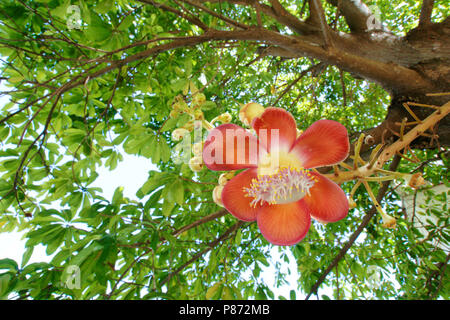 Cannonball Blume vom Baum Stockfoto