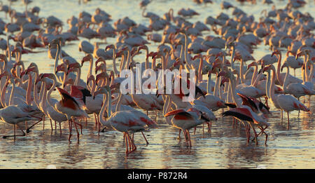 Die nahrungssuche mehr Flamingos (Phoenicopterus Roseus) in den flachen Gewässern von Veta la Palma, Spanien. Stockfoto