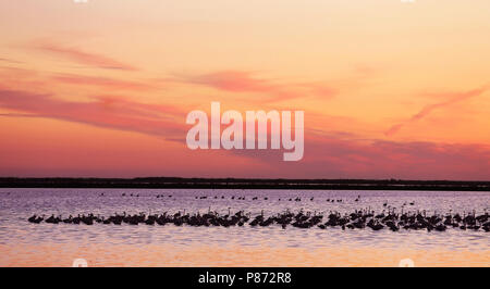 Die nahrungssuche mehr Flamingos (Phoenicopterus Roseus) in den flachen Gewässern von Veta la Palma, Spanien. Stockfoto