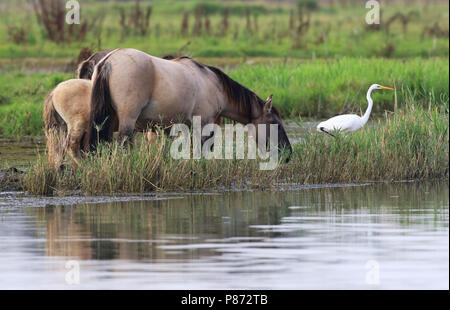 Konik Pferde in der oostvaardersplassen, Niederlande Stockfoto