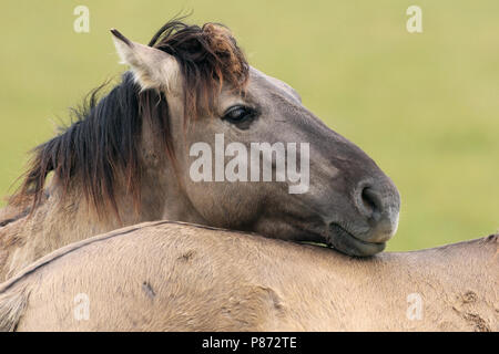 Konik Pferde in der oostvaardersplassen, Niederlande Stockfoto