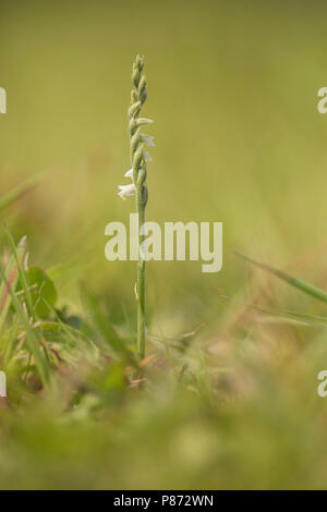 Herfstschroeforchis; Der Herbst Lady Tresses; Stockfoto