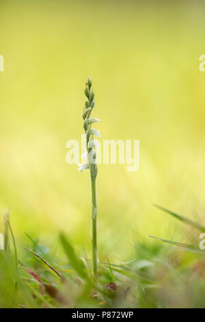 Herfstschroeforchis; Der Herbst Lady Tresses; Stockfoto