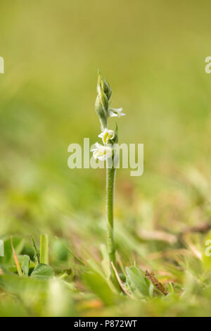 Herfstschroeforchis; Der Herbst Lady Tresses; Stockfoto