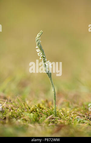 Herfstschroeforchis; Der Herbst Lady Tresses; Stockfoto