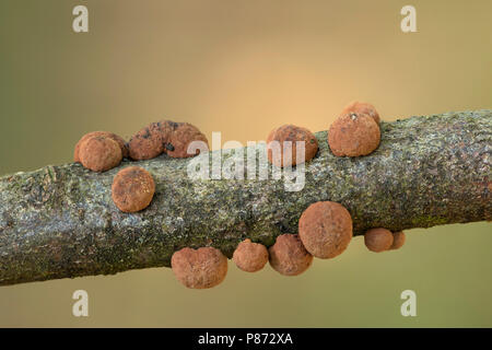 Woodwart Roestbruine kogelzwam; Buche; Stockfoto