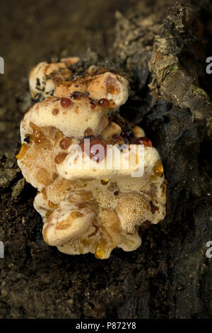 Toefige Labyrintzwam; Erröten Rosette; Stockfoto