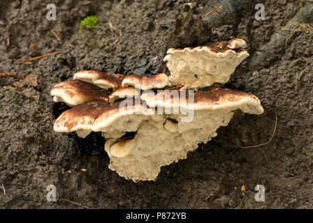 Toefige Labyrintzwam; Erröten Rosette; Stockfoto