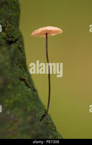 Wieltje; Collared Fallschirm; Stockfoto