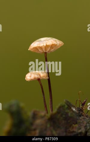 Wieltje; Collared Fallschirm; Stockfoto