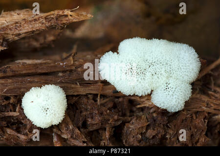 Gewoon ijsvingertje; Coral Schleimpilze; Stockfoto