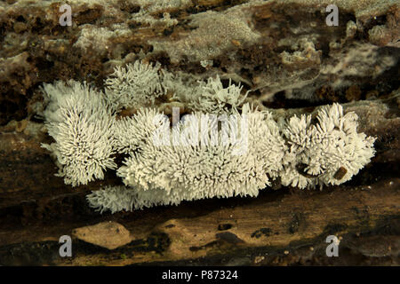 Gewoon ijsvingertje; Coral Schleimpilze; Stockfoto