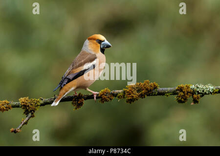 Appelvink Mann zittend op Tak, Hawfinch männlichen sitzen auf Zweig Stockfoto