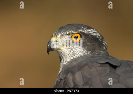 Havik über de schouder kijkend; Northern goshawk lloking über die Schulter. Stockfoto