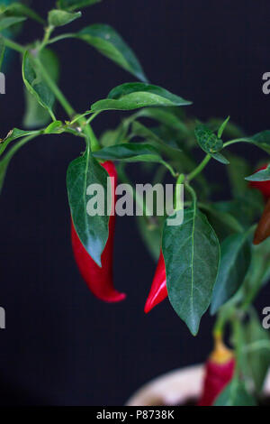 Scharfe rote Chili mit grünen Blättern in den Topf Stockfoto