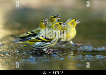 Groepje sijsen; eine Herde Siskins; Stockfoto