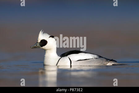 Nonnetje Mann laagstandpunt op het water; smew männlichen geringer Sicht auf Wasser; Stockfoto