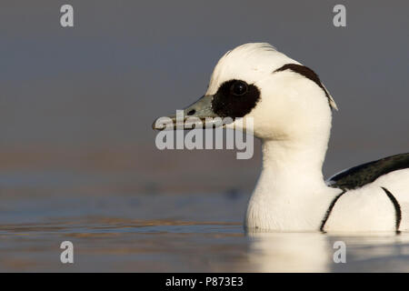 Nonnetje Mann laagstandpunt op het water; smew männlichen geringer Sicht auf Wasser; Stockfoto