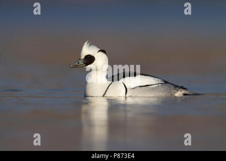 Nonnetje Mann laagstandpunt op het water; smew männlichen geringer Sicht auf Wasser; Stockfoto