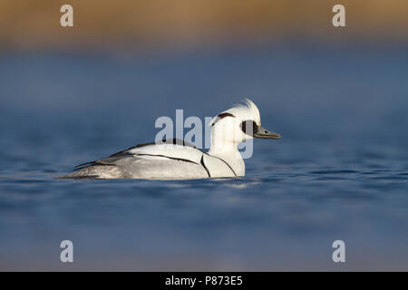 Nonnetje Mann laagstandpunt op het water; smew männlichen geringer Sicht auf Wasser; Stockfoto