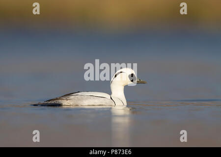 Nonnetje Mann laagstandpunt op het water; smew männlichen geringer Sicht auf Wasser; Stockfoto